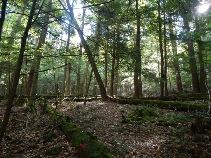 Baker Trail: Strolling Through the Forest Cathedral in Cook Forest