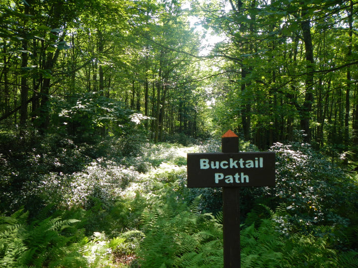 Bucktail Path: First Explorations