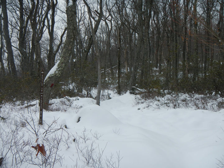 Tussey Mountain Trail: An Attempt at Snowshoeing