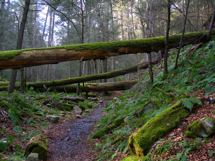 Thick Mountain/Swift Run Trails: Hiking in the Tall Timbers Natural Area