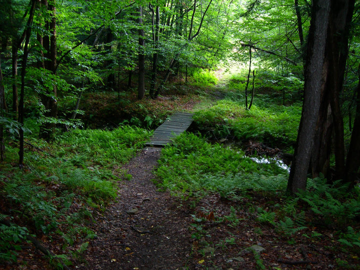 John P. Saylor Trail: Hiking the Main Loop