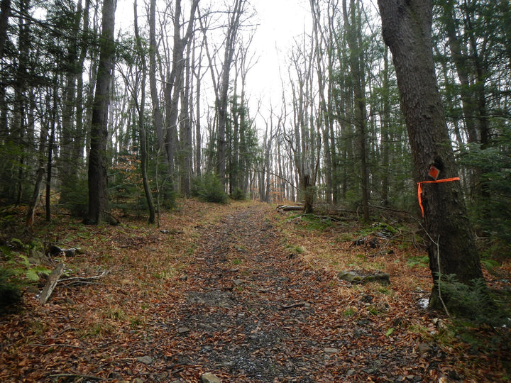 County Line Trail: New Multi-use Trail in Gallitzin State Forest
